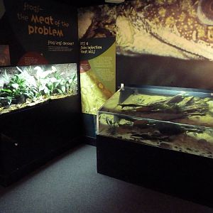 Frogs Forever Exhibit - 26 Amphibian Species
