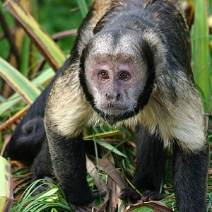 Buffy Headed Capuchin at Chester 06/10/07