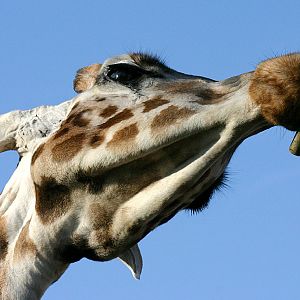 Giraffe at Chester 10/02/08
