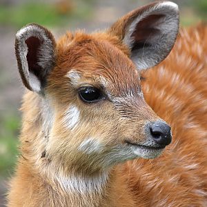 Sitatunga young at Chester 01/11/08