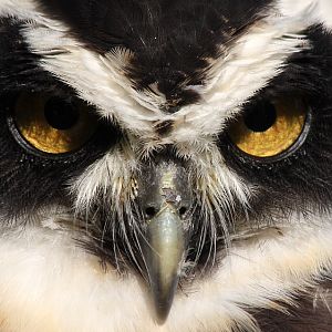 Spectacled Owl at Chester 01/11/08