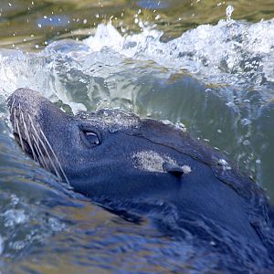 Californian Sealion dives at Chester 01/11/08
