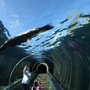 Patagonian Sealion from Playa Patagonia Tunnel 21/10/08