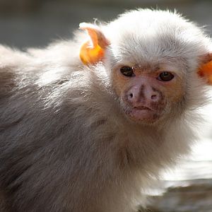 Silvery Marmoset at Colchester 21/10/08