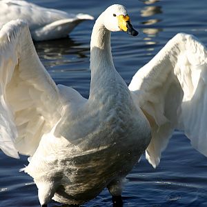 Whooper Swan at Martin Mere 17/02/08