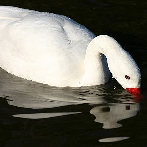 Coscoroba Swan at Martin Mere 17/02/08