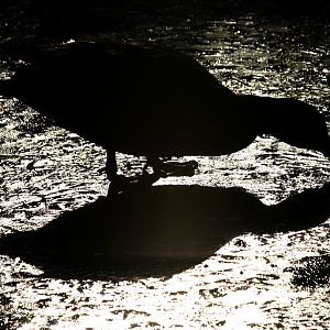 Mallard on frozen lake at Martin Mere 17/02/08