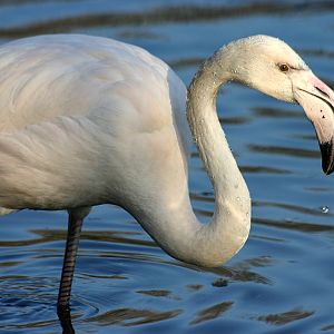 Greater Flamingo at Martin Mere 17/02/08