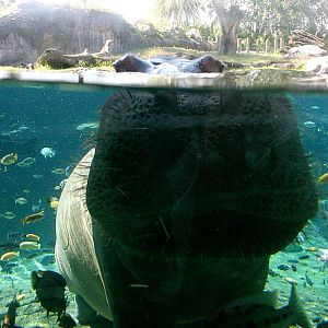 Hippo at Busch Gardens Tampa Bay 28/10/05