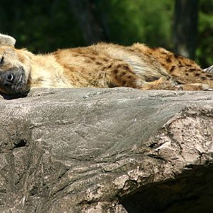 Spotted Hyaena at Busch Gardens Tampa Bay 28/10/05