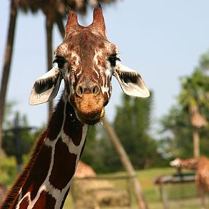 Giraffe at Busch Gardens Tampa Bay 28/10/05