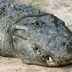 American Alligator at Busch Gardens Tampa Bay 28/10/05