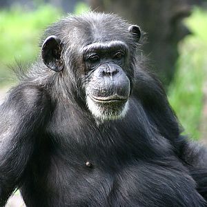 Chimpanzee at Busch Gardens Tampa Bay 28/10/05