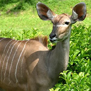 Greater Kudu at Disneys Animal Kingdom 22/03/05