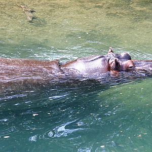 Hippo at Disneys Animal Kingdom 22/03/05