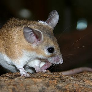 Spiny Mouse at Disneys Animal Kingdom 22/03/05