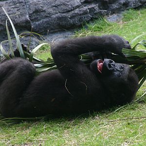 Gorilla at Disneys Animal Kingdom 22/03/05