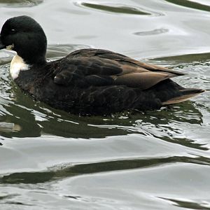 Off-coloured Mallard