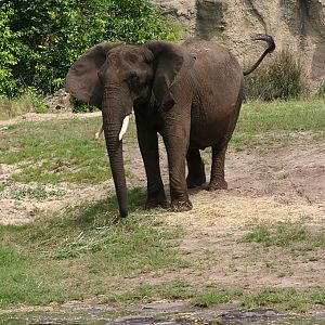 African Elephant at Disneys Animal Kingdom 22/03/05