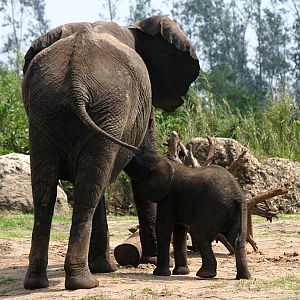African elephant and calf at Disneys Animal Kingdom 22/03/05