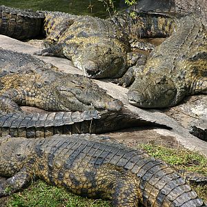 Nile crocodiles at Disneys Animal Kingdom 22/03/05