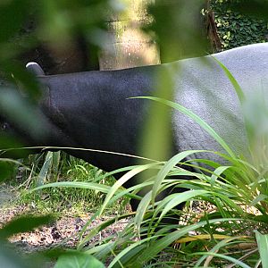 Malayan Tapir at Disneys Animal Kingdom 22/03/05