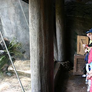 Gorilla exhibit at Disneys Animal Kingdom 22/03/05