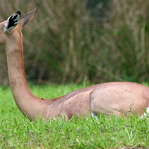 Gerenuk at Disneys Animal Kingdom 22/03/05