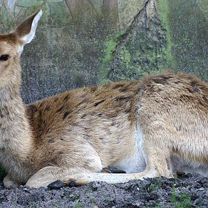 Brow Antlered Deer at Disneys Animal Kingdom 22/03/05