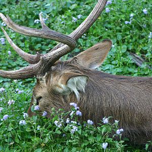 Brow Antlered Deer at Disneys Animal Kingdom 22/03/05.