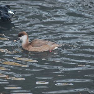Female Red-crested Pochard [Netta rufina]
