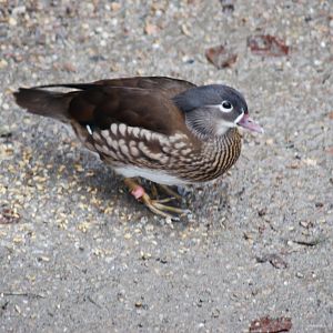 Female Mandarin [Aix galericulata]
