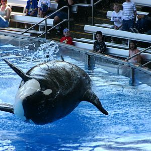 Orca at SeaWorld Orlando 20/03/05