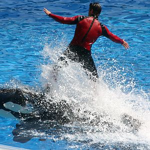 Orca at SeaWorld Orlando 20/03/05