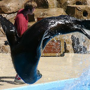 Sealion somersault at SeaWorld Orlando 20/03/05