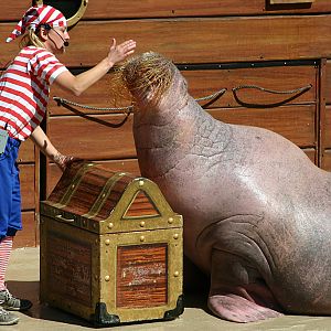 Walrus with actor at SeaWorld Orlando 20/03/05