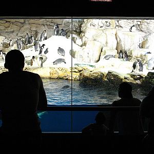 Penguin Encounter at SeaWorld Orlando 20/02/05