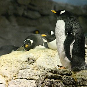 Gentoo Penguins at SeaWorld Orlando 20/03/05