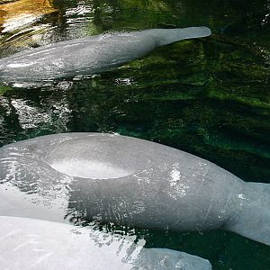 Manatee at SeaWorld Orlando 20/03/05