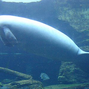 Manatee at SeaWorld Orlando 20/02/05