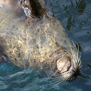 Harbor Seal at SeaWorld Orlando 20/03/05