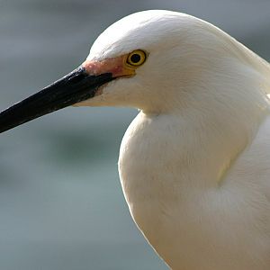 Snowy Egret at SeaWorld Orlando 20/03/05