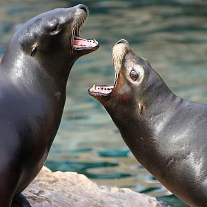 Californian Sealions at SeaWorld Orlando 20/03/05