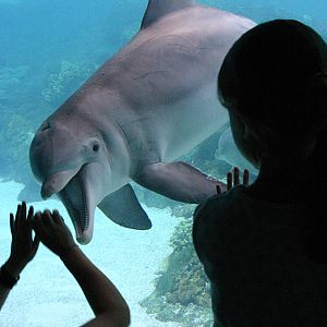 Dolphin at SeaWorld Orlando 20/03/05