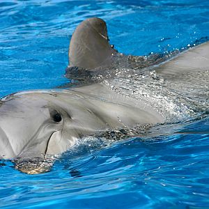 Dolphin at SeaWorld Orlando 20/03/05