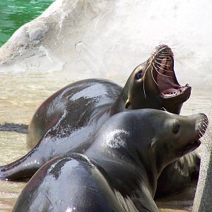 California Sea Lions