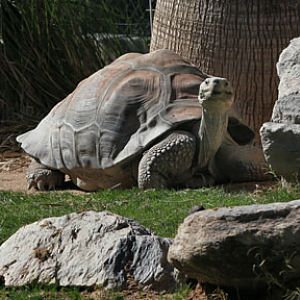 happy galapagos tortoise