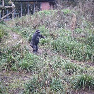 Gorilla walking up right.