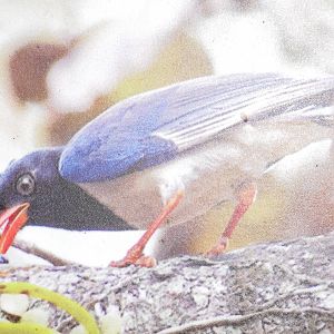 Red-Billed Blue Magpie