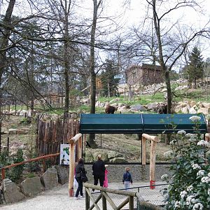 brown bear exhibit